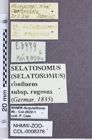 Etiketten zu Selatosomus confluens (Germar, 1836) (NHMW-ZOO-COL-0008378)